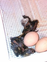 2 Hatched Chicks